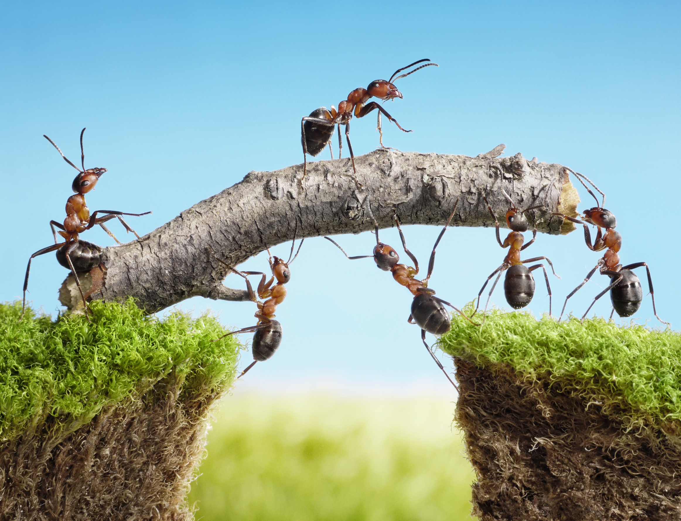 HIGH PERFORMANCE TEAMWORK image